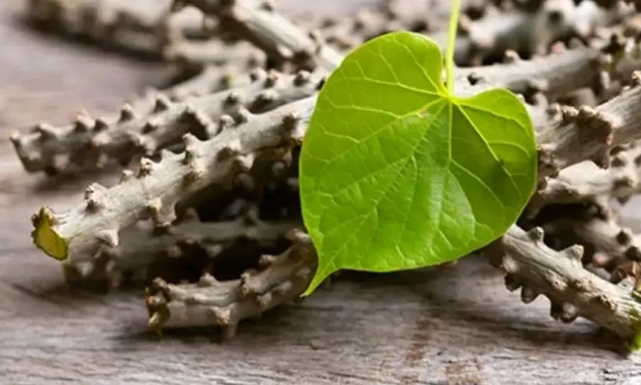 1708785404100-37590053 Mengenal Jamu Berbahan Flora Endemik dan Dampaknya bagi Imunitas Tubuh