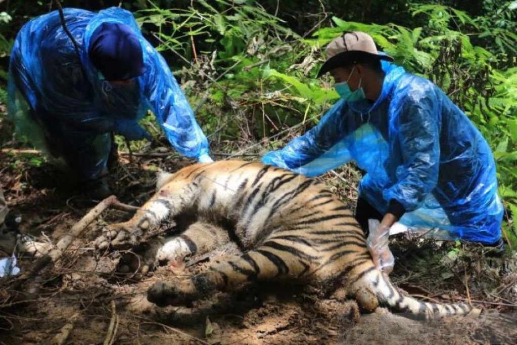 HARIMAU Teknologi Suara Hutan: Sistem Peringatan Dini untuk Cegah Perburuan Satwa