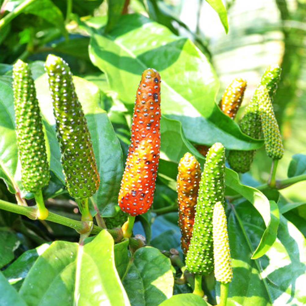 PIPER-RETROFRACTUM-CABE-JAWA-1 Mengenal Jamu Berbahan Flora Endemik dan Dampaknya bagi Imunitas Tubuh
