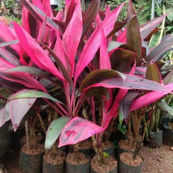 a1d9ec4caa5946724ee2d93ae705ec60.jpg_720x720q80 Mengenal Jamu Berbahan Flora Endemik dan Dampaknya bagi Imunitas Tubuh