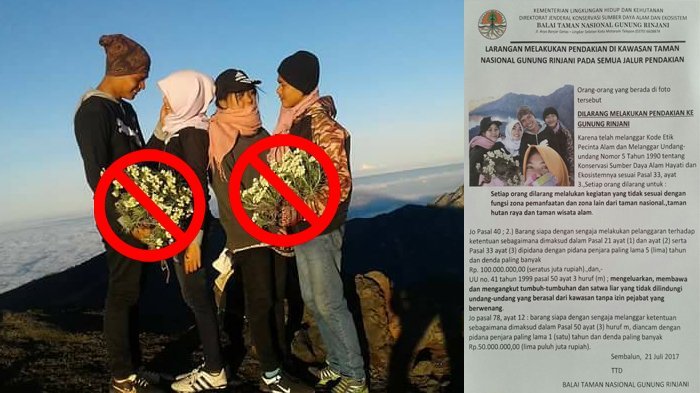 mencabut-bunga-edelweis_20170723_173307 Hiking di Taman Nasional: Cara Menikmati Alam Tanpa Merusak Ekosistem Lokal