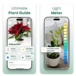 Aplikasi Identifikasi Tanaman Hutan: Bantu Masyarakat Kenali Spesies Lokal